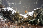 5.038 Winter Robin on Log by The Lost Pond, Epping Forest, Essex