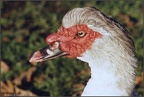 5.042 Portrait of a Muscovy Duck