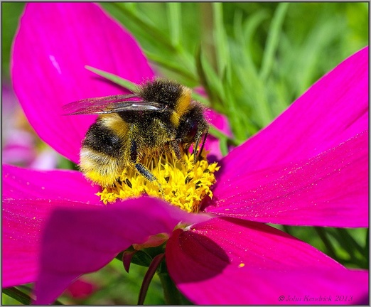 Bumble Bee (2)