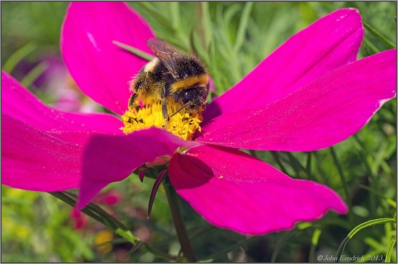 Bumble Bee