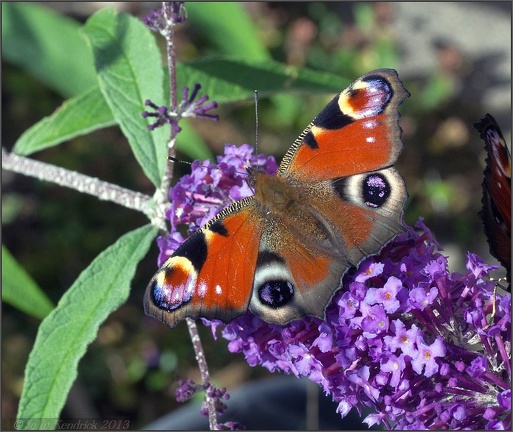 Peacock Butterfly