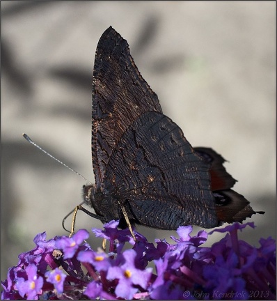 Peacock Butterfly (underside)