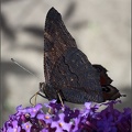 Peacock Butterfly (underside)