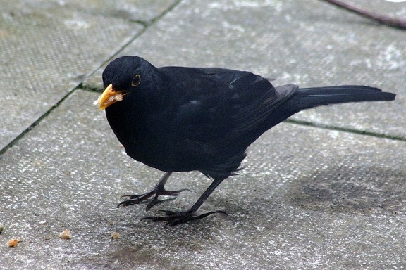 Blackie's Dad (with some food for the nest!)