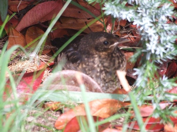 Blackie, just fledged