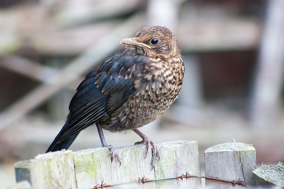 Blackie on the fence