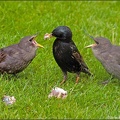 Feeding time for the young starlings