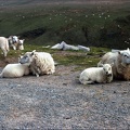5.114 Welsh Sheep