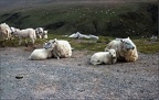 5.114 Welsh Sheep