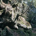 5.140 Tree Root Sculpture