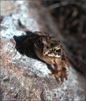 77.07-D04 Frog (Fort William area)