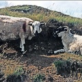77.07-G03 Isle of Skye Sheep