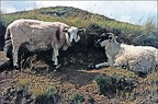 77.07-G03 Isle of Skye Sheep