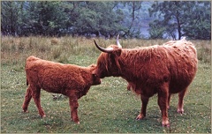 6.088 Highland Cattle, Scotland