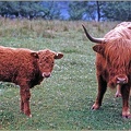 6.089 Highland Cattle, Scotland