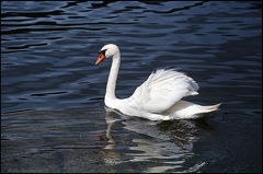 6.093 White Swan