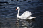 6.093 White Swan