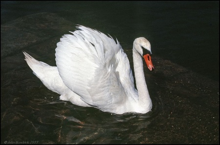 6.095 White Swan