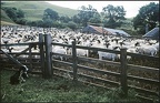 6.097 Sheep, Lots of Them!