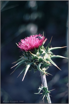 2.13 Large Thistle