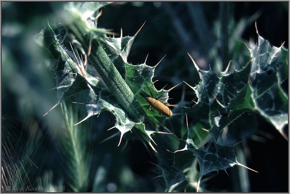2.14 Bug in Thistle Leaves