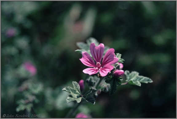 2.16 Flora