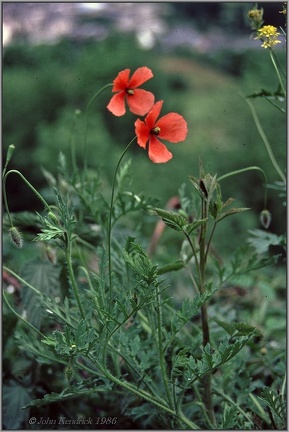 2.17 Poppies