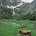 2.34 Pyrenean Cows