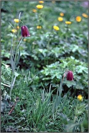 2.37 Snake's Head Fritillaries