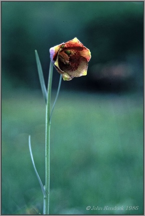 2.38 Snake's Head Fritillary
