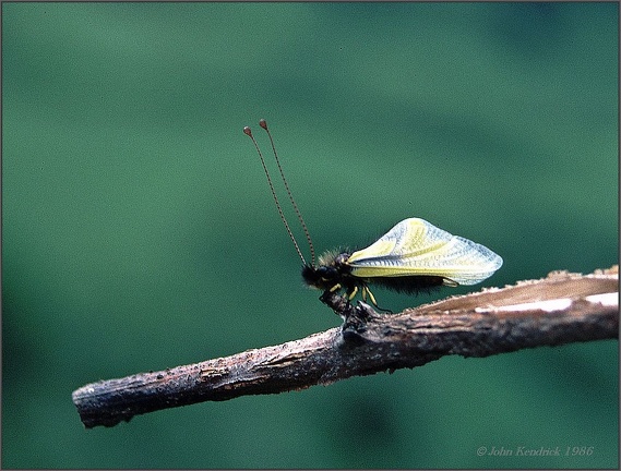 4.26 Moth