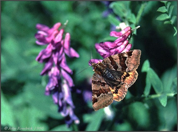 6.02 Moth