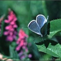 6.03 Common Blue Butterfly