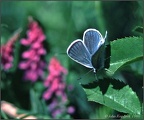 6.03 Common Blue Butterfly