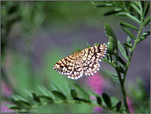 6.05 Butterfly