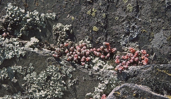 6.12 Lichen