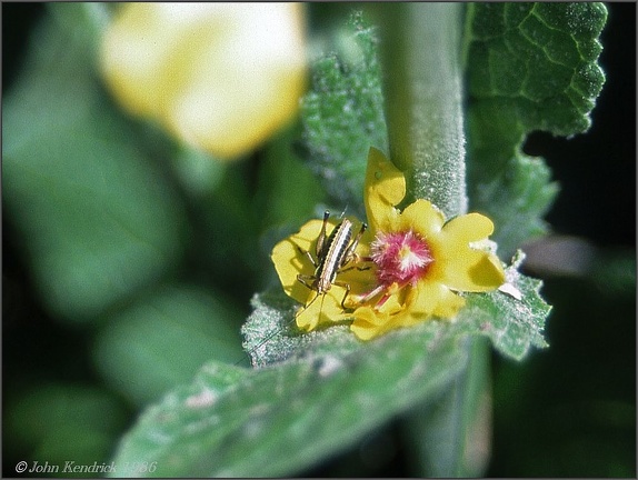 6.15 Insect