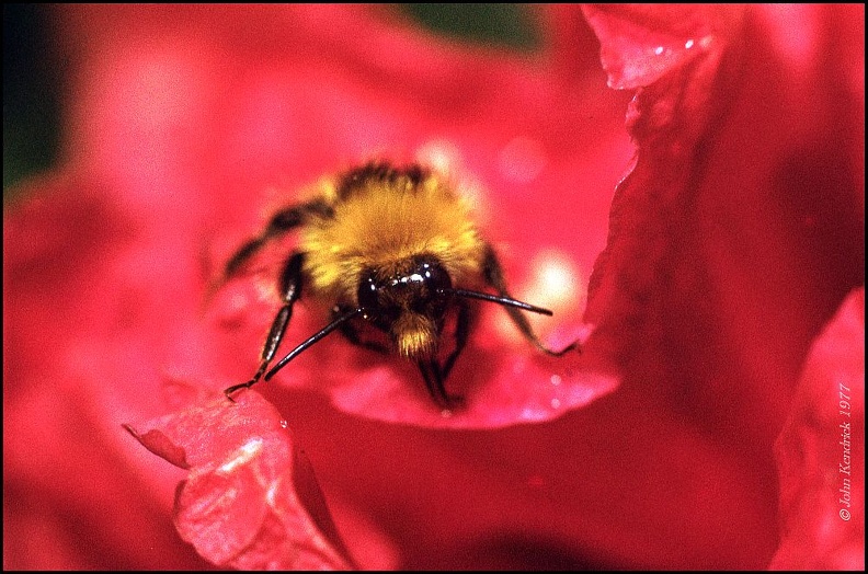 5.184 Bee on Poppy+wm+bdr_1000w.jpg