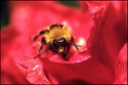 5.184 Bee on Poppy