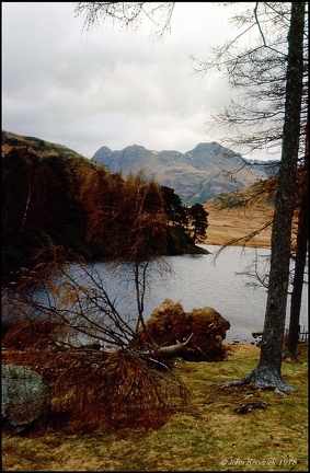 6.194 Fallen Tree by Blea Tarn
