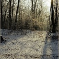 5.026 Snowy Glade, Epping Forest