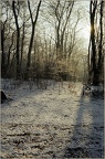 5.026 Snowy Glade, Epping Forest