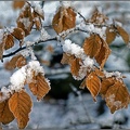 5.031 Snowy Beech Leaves