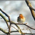 5.040 Epping Forest Robin