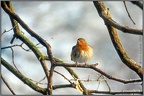 5.040 Epping Forest Robin