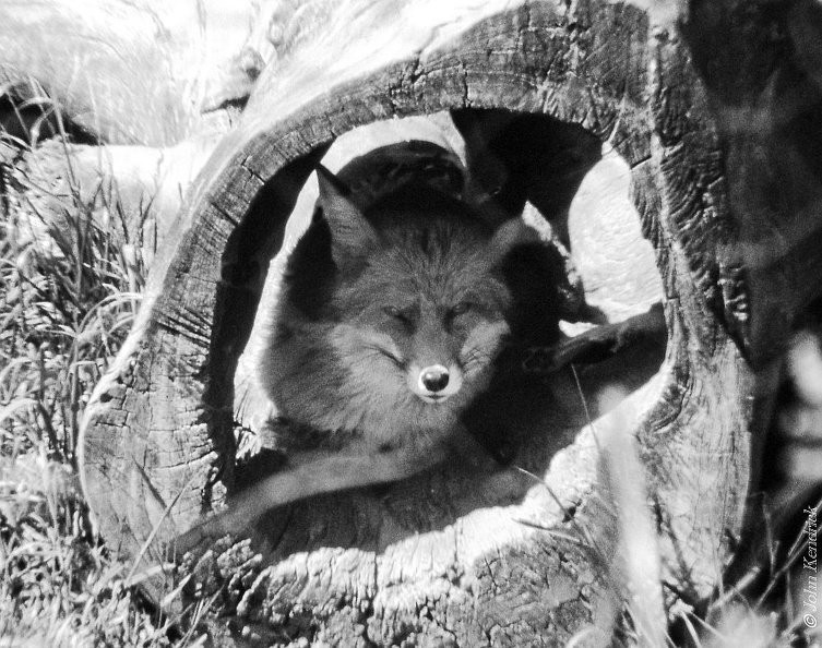 Fox in Tree Trunk (mono)+w1000w.jpg