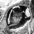 Fox in Tree Trunk