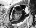 Fox in Tree Trunk
