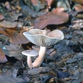 04 Fungi - For identification