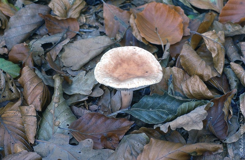 05 Fungi - For identification